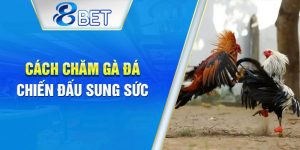 Cách chăm sóc gà đá giúp tăng thể lực và sức bền.