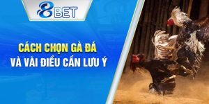 Mẹo chọn gà đá hay và những điều nên ghi nhớ.