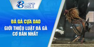 Khám phá luật thi đấu trong đá gà cựa dao hiện nay.