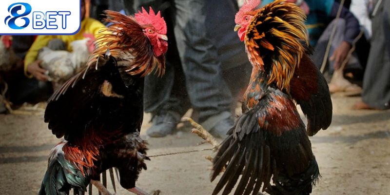Tìm hiểu tổng quan về cách chăm sóc gà đá.
