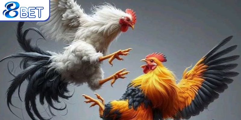 Cảnh báo những sai lầm thường gặp khi chọn gà.