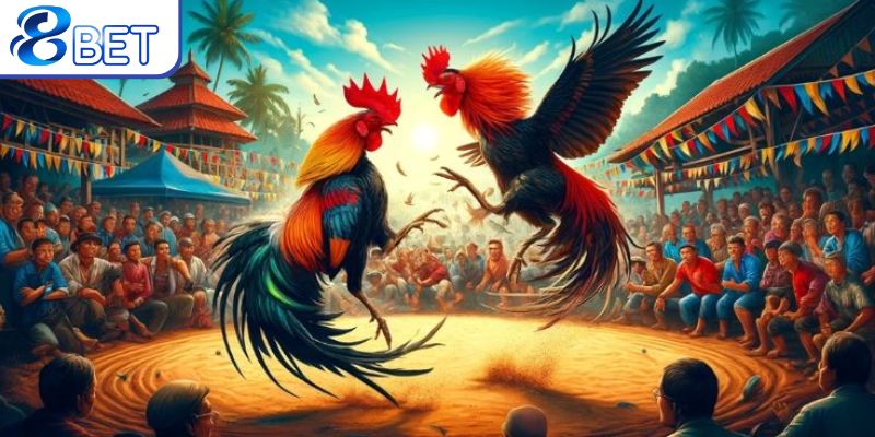 Top chiến kê mạnh mẽ nhất trong các trận cựa dao.