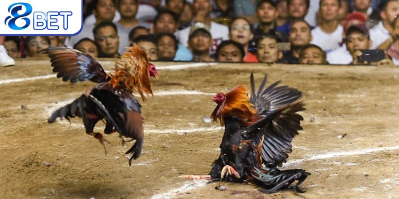 Tìm hiểu tổng quan về đá gà 12 con giáp.
